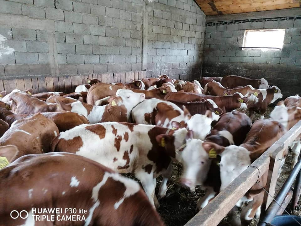 Veće količine teladi – spremno za prodaju