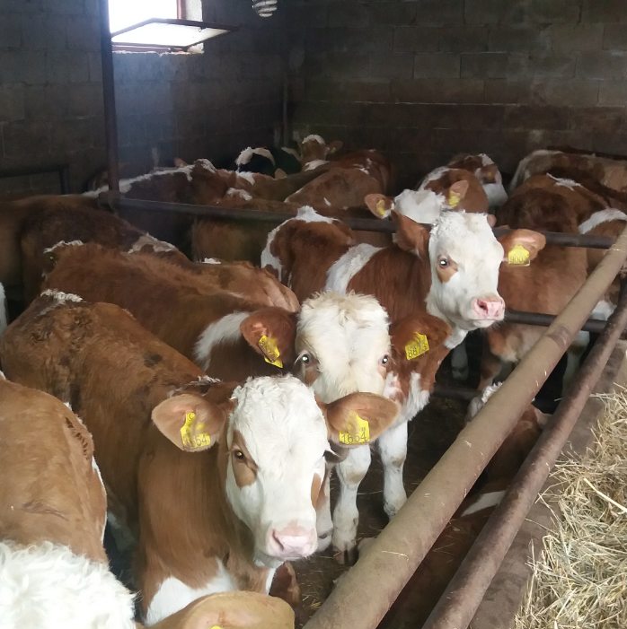 Simentalska muška telad na prodaju – autentična fotografija sa farme